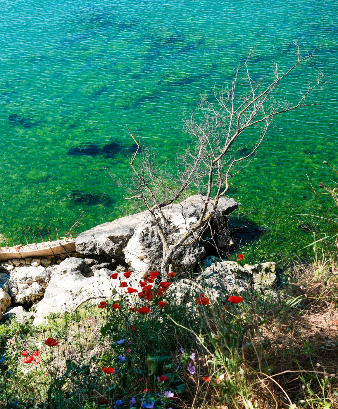 Clear green water, pale rocks and wildflowers